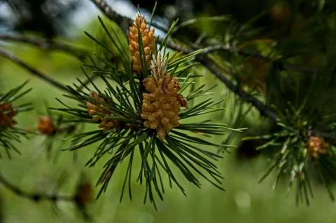 Pine tree branch with new tip in early summer, Plana mountain Stock Photos