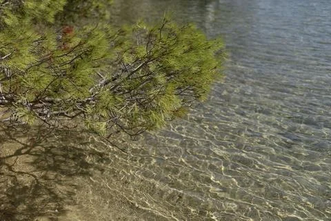 Pine tree branch over clear lake water with sandy shore Fotos Stock