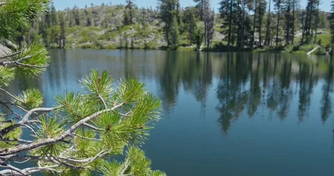 Pine tree branch overlooking calm waters of Loch Leven Lake Stock Footage 340466035