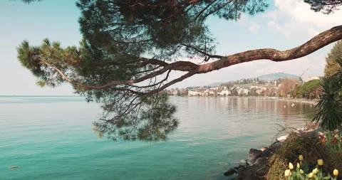 Pine Tree Branch Overlooking Lake Geneva Near Montreux Switzerland Stock Footage 337434824