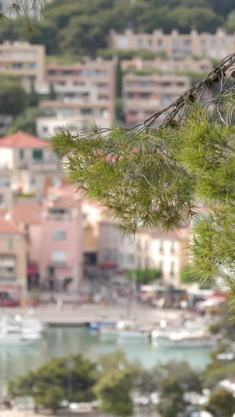 Pine Tree Branch Overlooking a Mediterranean Harbor Town Stock Footage 340135227