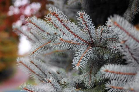 Pine tree branch Stock Photos