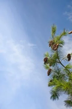 Pine tree branch Stock Photos