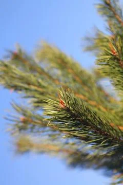 Pine tree branch Stock Photos