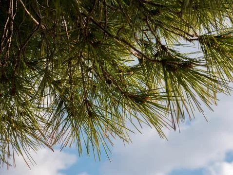 Pine tree branch Stock Photos
