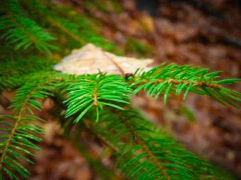 Pine tree branch Stock Photos