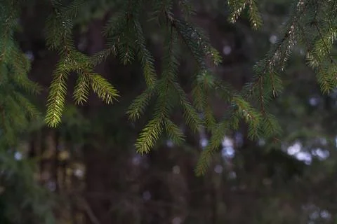 Pine tree branch Stock Photos