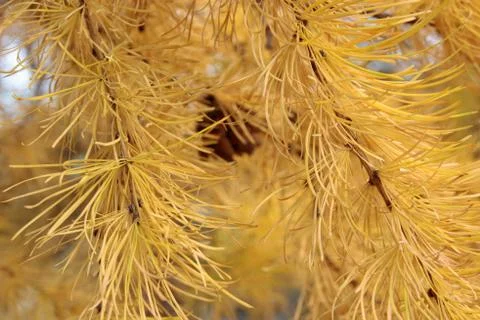 Pine tree branch Stock Photos