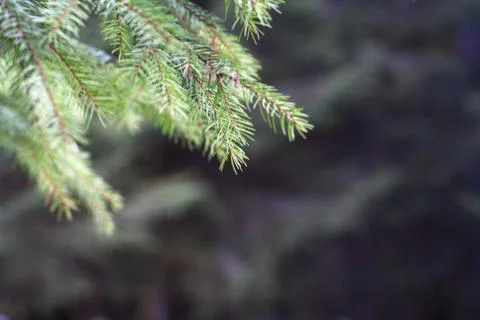 Pine tree branch Stock Photos