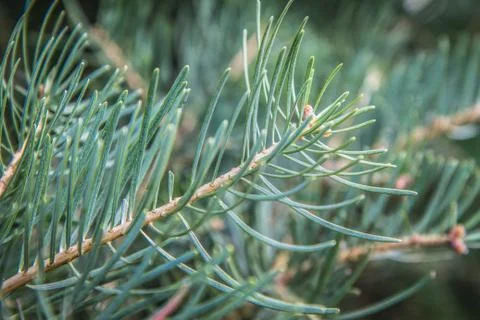 Pine tree branch Stock Photos