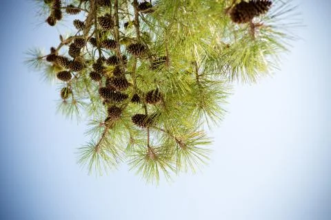 Pine tree branch Stock Photos