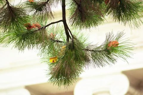 Pine tree branch Stock Photos