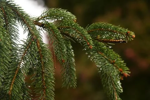 Pine tree branch Stock Photos