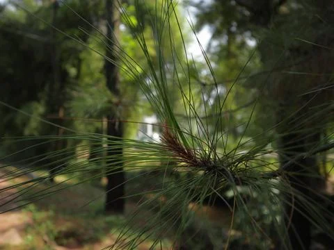 Pine tree branch Stock Photos
