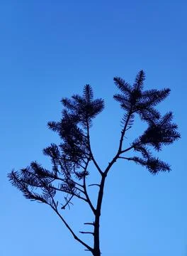 Pine Tree Branch Stock Photos