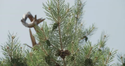 Pine tree branch pine cone Video stock 134181058
