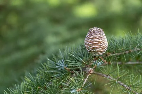 Pine tree branch with pine cone Stock Photos