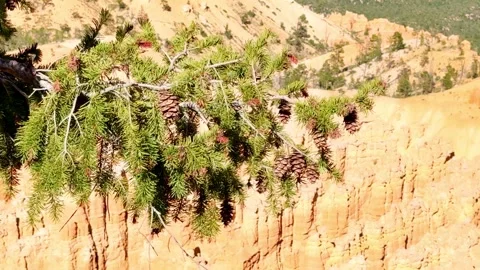 Pine Tree Branch With Pinecones Swaying in Wind in Bryce Canyon National Park Stock Footage 337321495