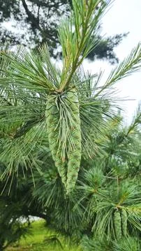 A pine tree branch with several, green pine cones hanging from it. The need.. Stock Photos