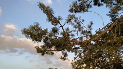 Pine tree branch shaking on the wind with evening sky at the background Stock Footage 128544851