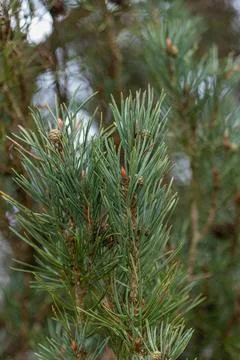 Pine tree branch showing green needles and small cones Stock Photos