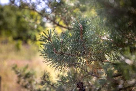 Pine tree branch showing green needles and small cones Foto stock