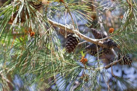Pine tree branch showing needles and seed cones Stock Photos