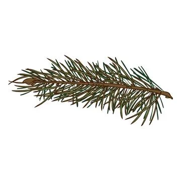 Pine tree branch sketch, vector hand drawn fir plant, cedar twig, Christmas wood Illustrazione stock