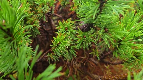 Pine Tree Branch with Small Brown Cones . Stock Footage 341895298