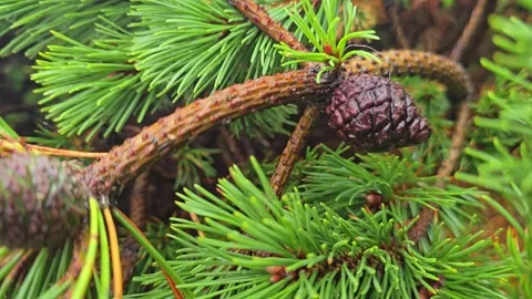 Pine Tree Branch with Small Brown Cones Close-up Stock Footage 341895306