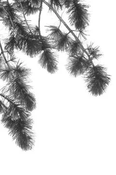 Pine tree branch with snow Stock Photos