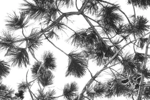 Pine tree branch with snow Foto stock