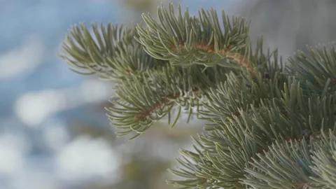Pine Tree Branch in Snowy Landscape Close Up Stock Footage 153225161