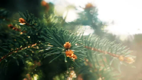 Pine tree branch sway in the wind or breeze Stock Footage 90001582