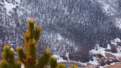 Pine tree branch swaying above a snow covered forest hillside Vidéo 341912411