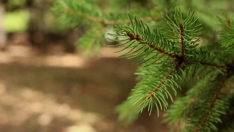 ​Pine tree branch swaying in gentle wind on bokeh in a forest background Stock Footage 319743801