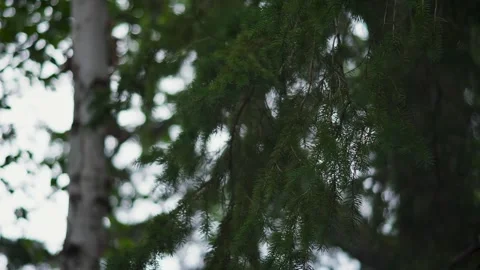 Pine tree branch swaying in the wind on an overcast day Vídeos de archivo 315078517