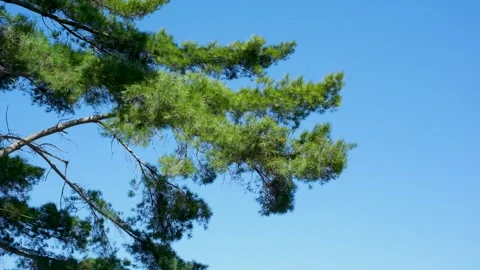 Pine Tree Branch Swaying in Wind Against Clear Blue Sky Stock Footage 332575133