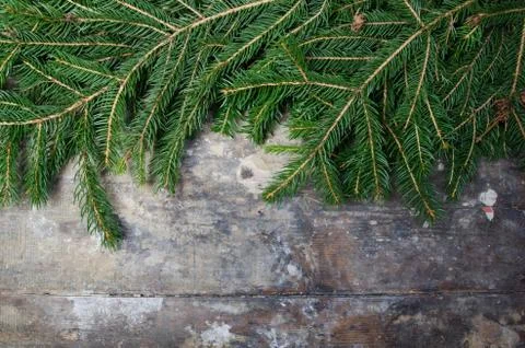 Pine tree branch on table Stock Photos