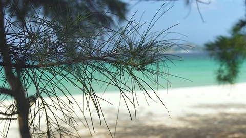 Pine tree branch on turquoise sea background. Blue sea and calm beach. Paradise Stock Footage 93203602