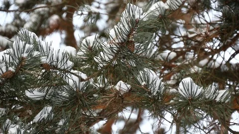Pine Tree Branch Under Snow Stock Footage 72006594