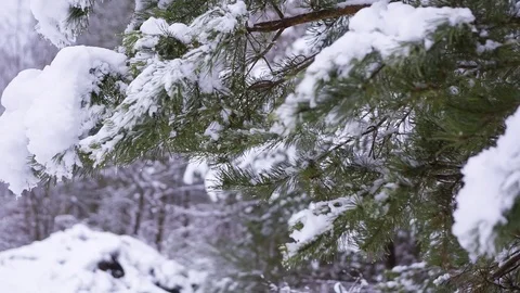 Pine tree branch under snow. Close up of winter tree branch.  Vídeos de archivo 83329355