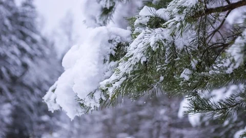Pine tree branch under snow. Close up of winter tree branch.  Stock Footage 83330905