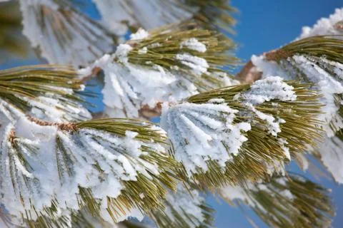 ..Pine tree branch is under the snow.. Stock Photos