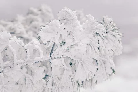 Pine tree branch under the snow. Stock Photos