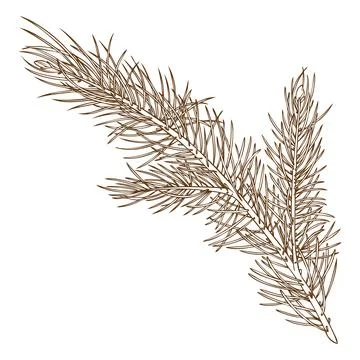 Pine tree branch vector sketch, coniferous fragrance, engraved hand drawn fir Stock Illustration
