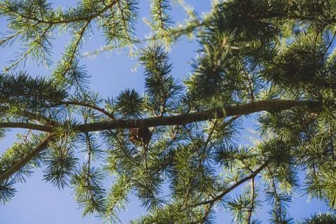 Pine tree branch view from bottom with clear blue sky Stock Photos