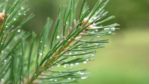 Pine tree branch with water droplets swaying gently Stock Footage 337865032