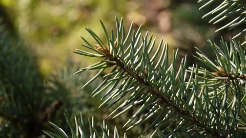 Pine tree branch on the wind. Video stock 112153364