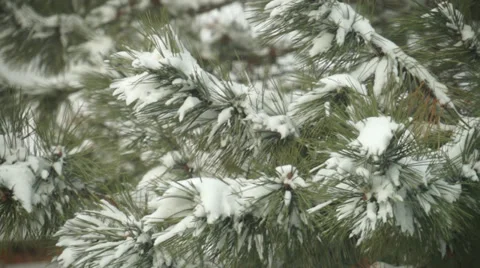 Pine tree branch in winter 2 Stock Footage 36741958